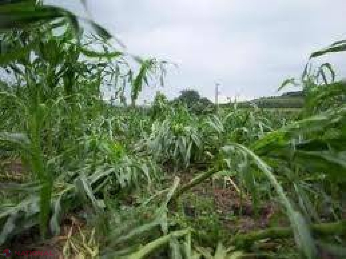Ploaia de ieri a făcut ravagii în nordul republicii