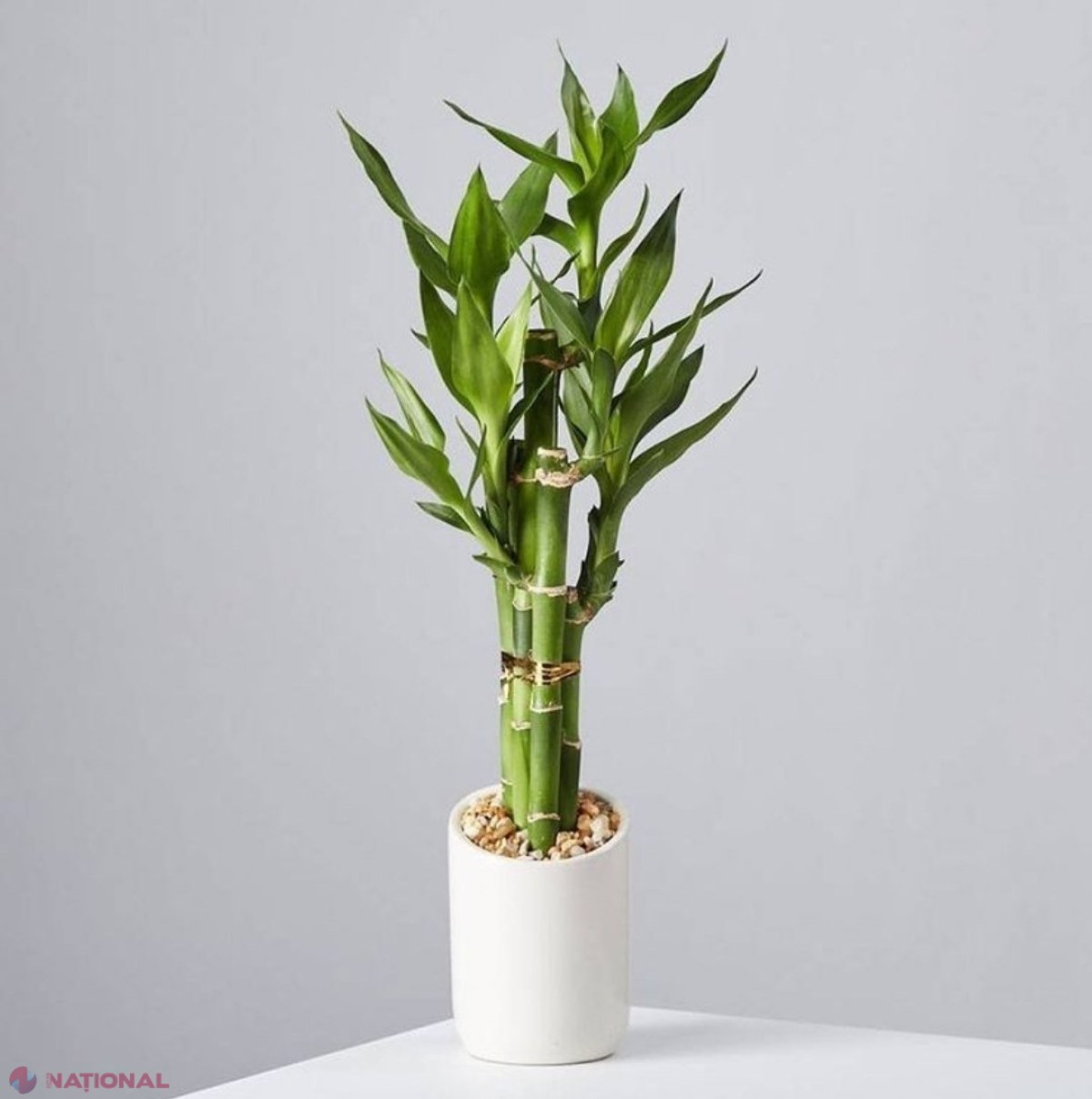 Care este cea mai folositoare plantă din lume și multiplele beneficii pe care le aduce