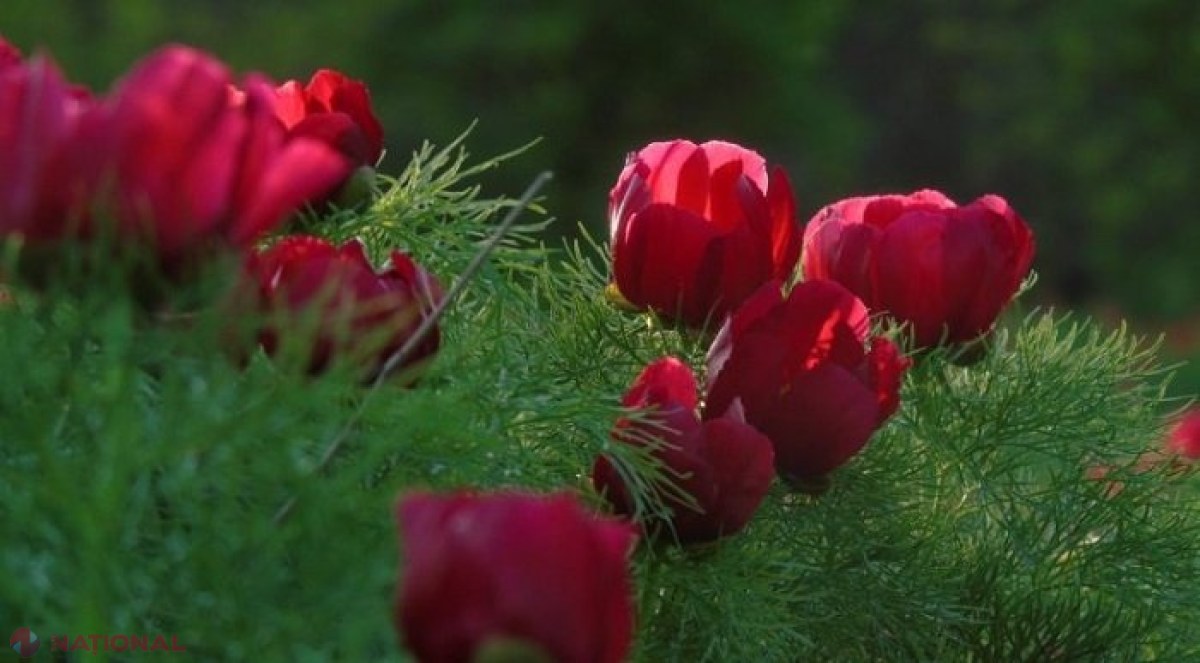 Bujorul a fost declarat Floare NAȚIONALĂ a României