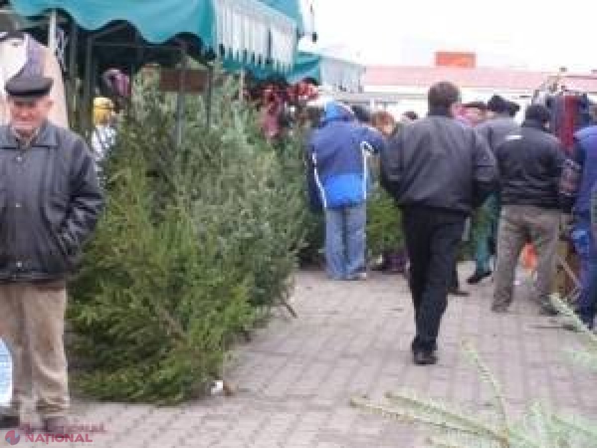 UTIL // Cum să ții bradul verde săptămâni în șir?