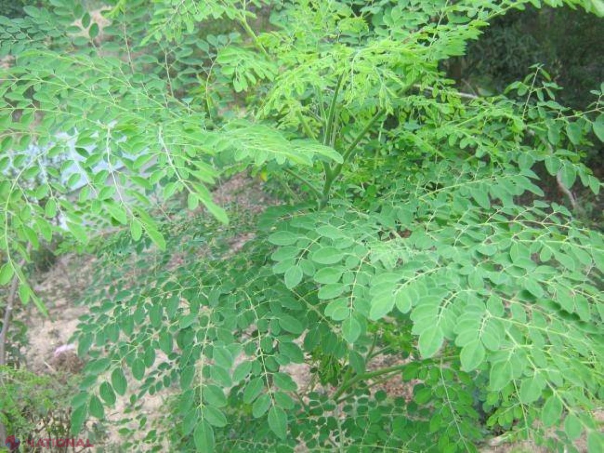 Descoperire uimitoare. Această plantă poate VINDECA 5 tipuri de cancer