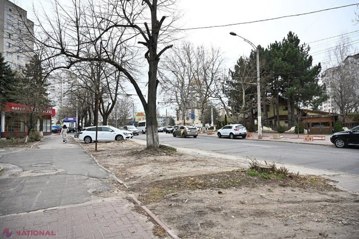 VÂNT // Locuitorii din Chișinău, rugați să fie vigilenți când merg pe trotuar, pentru a nu fi loviți de crengi uscate, iar șoferii - să parcheze doar în locuri amenajate 