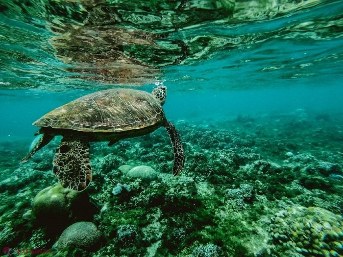Opt copii și un adult au murit în Zanzibar după ce au mâncat carne de broască țestoasă de mare, considerată „delicatesă”