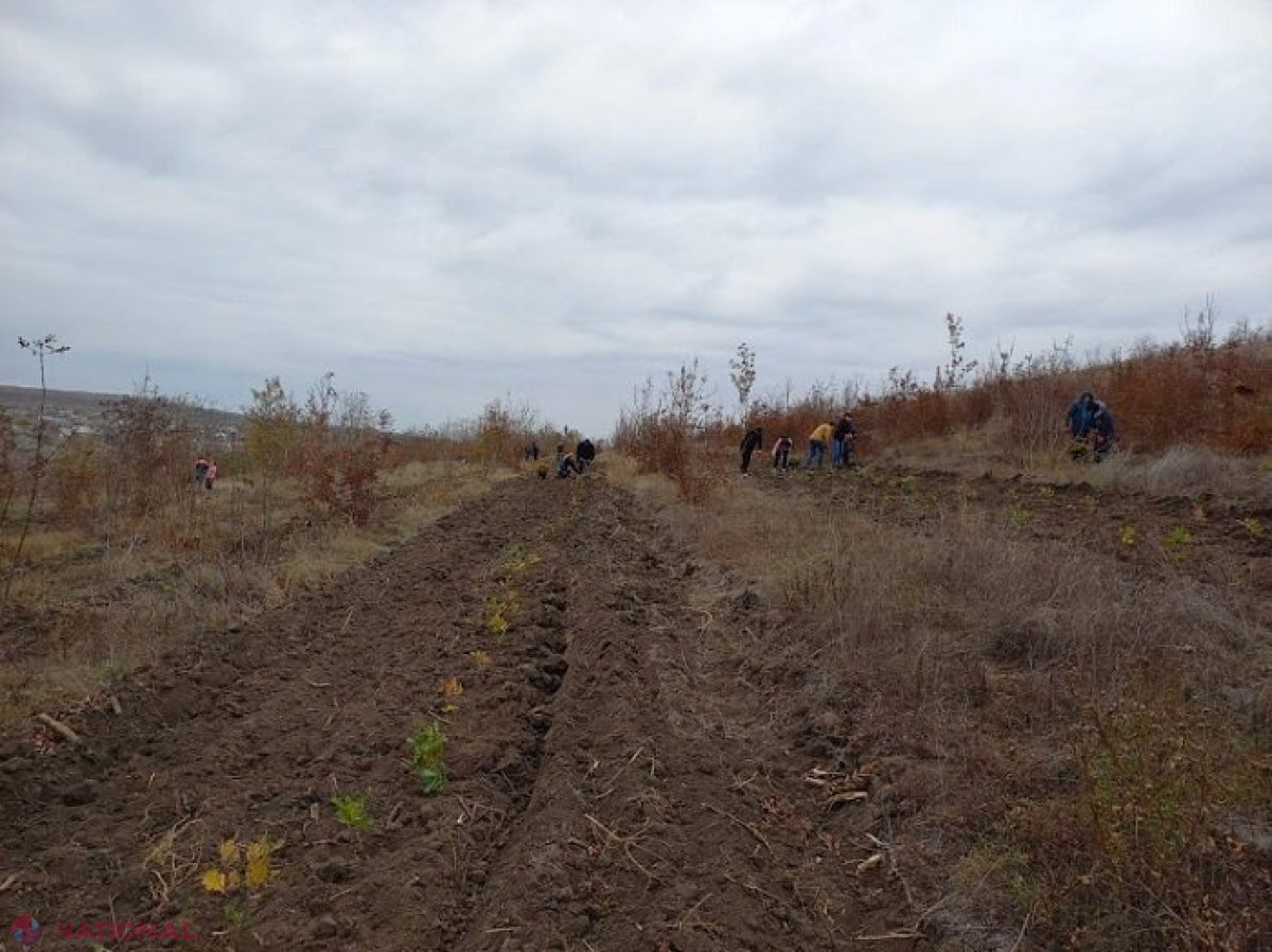 APROBAT // Pădure pe 145 de mii de hectare, plantată în următorii 10 ani, creșterea a 860 de milioane de puieți și extinderea până la cel puțin 15% a suprafeței împădurite pe teritoriul R. Moldova: „Putem lăsa generațiilor viitoare o țară mai verde”