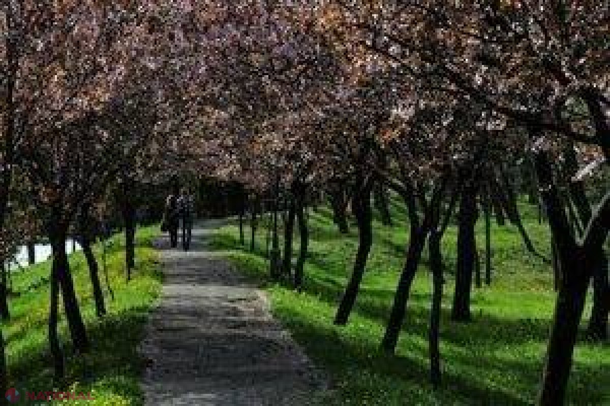 Când mortalitatea în rândul copacilor creşte, se întâmplă la fel şi la oameni