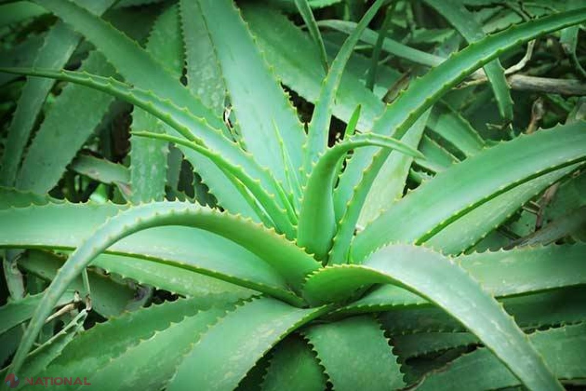 O PLANTĂ pe care o crești în ghivece chiar la tine acasă, VINDECĂ miraculos 100 DE BOLI