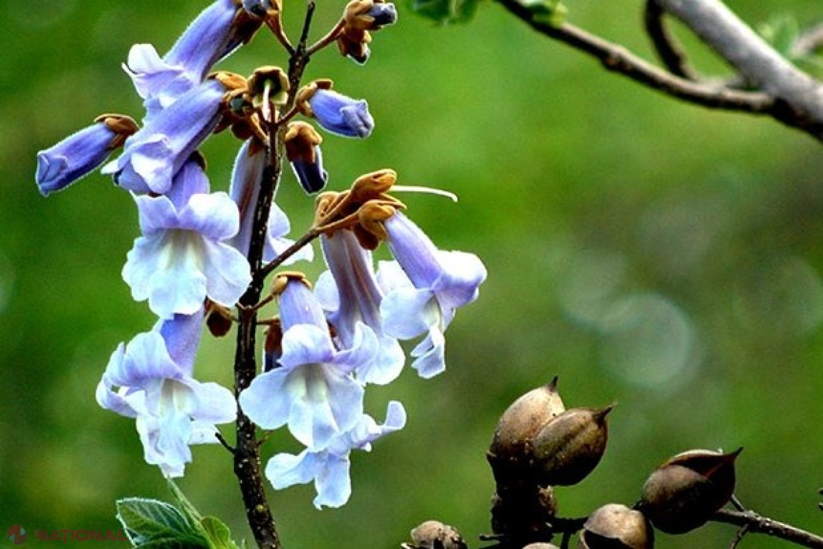 Afacere de succes a unui român. Arborele care îi aduce venituri de 30.000 de euro la hectar