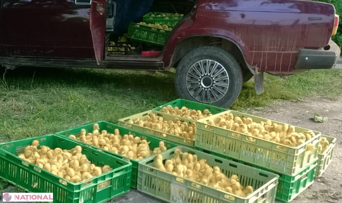 Contrabandă cu răţuşte