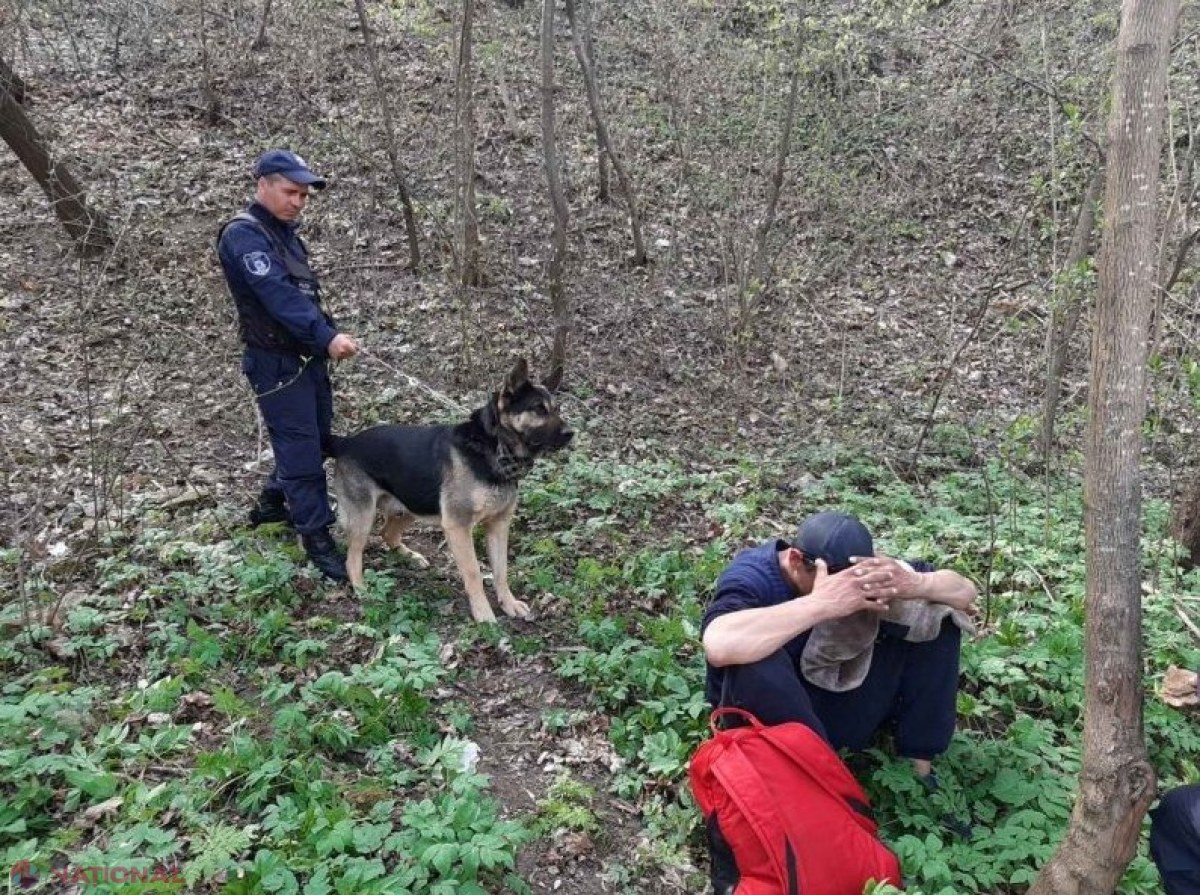 Un HOȚ care se ascundea într-o pădure din Soroca, prins de Rex