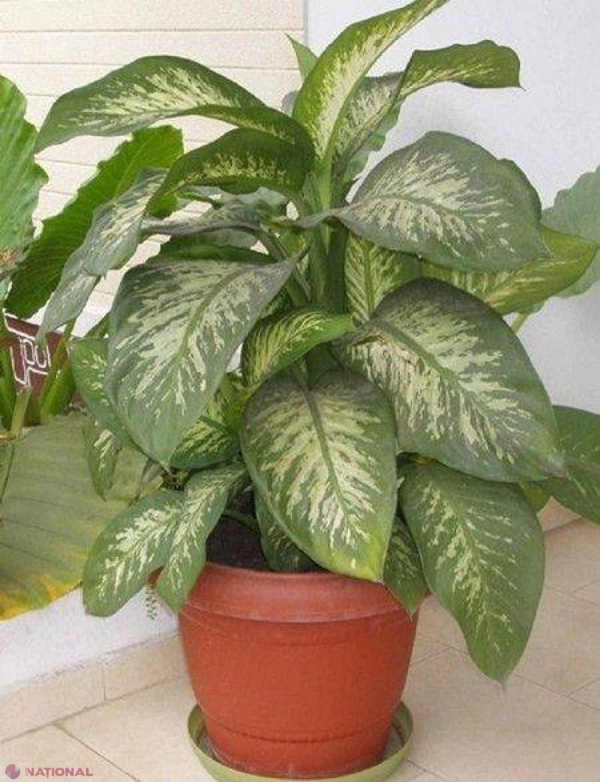 ATENȚIE la planta care poate UCIDE UN COPIL într-un minut! 