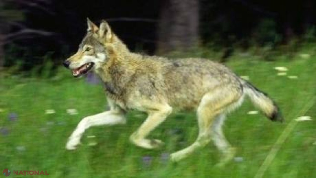 ATACĂ animalele! Lupii au băgat frica în locuitorii mai multor sate din Telenești