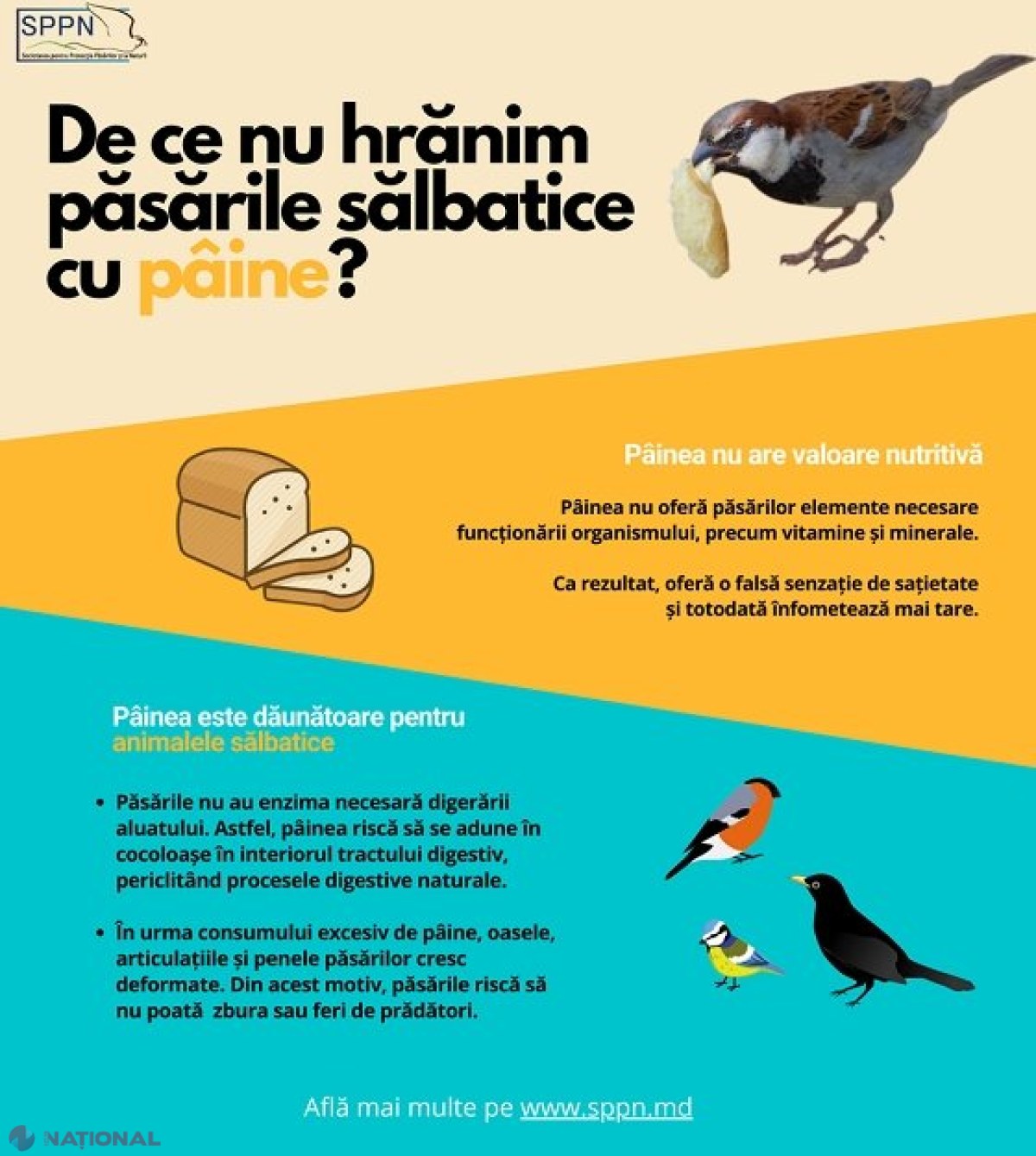 AVERTISMENTUL specialiștilor: NU hrăniți păsările cu PÂINE sau produse de patiserie. „Aceste alimente nu pot fi digerate de sistemul păsărilor sălbatice și le provoacă probleme grave”