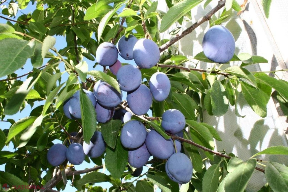 Fructul care DISTRUGE celulele cancerigene și previne diabetul