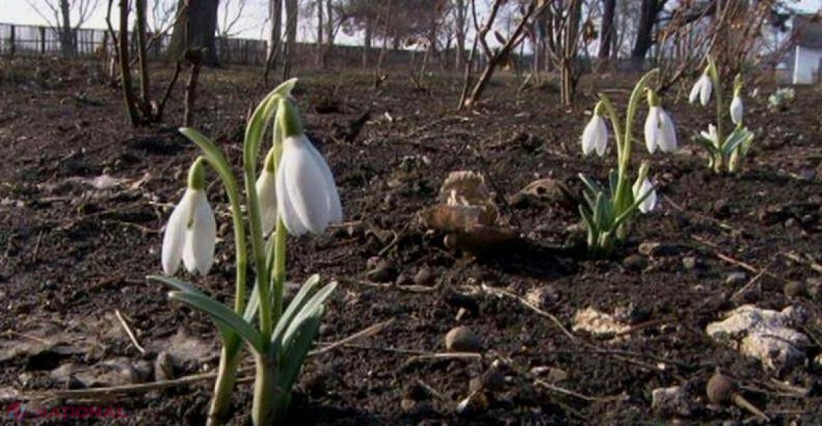 INTERZIS // Ce riscă cei care RUP ghiocei din pădurile R. Moldova