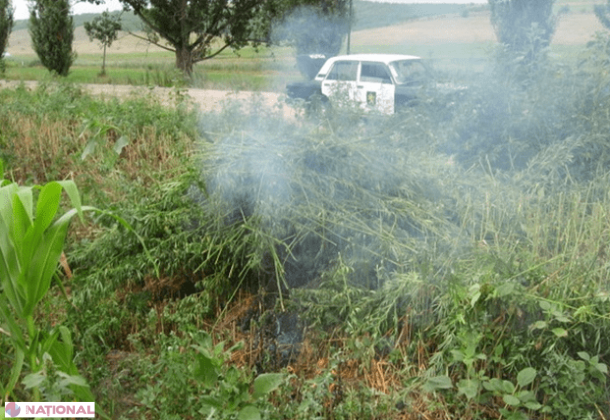 ZECI de hectare de cânepă la Anenii Noi