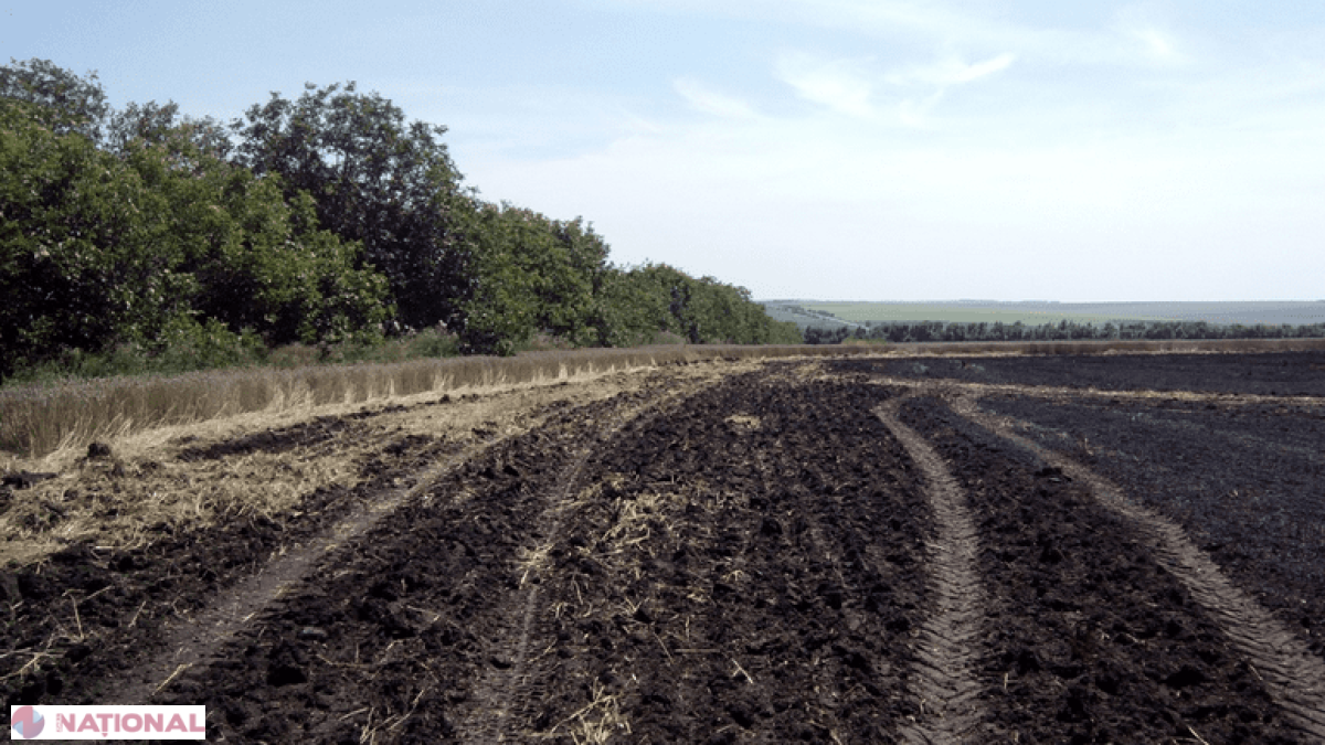 Zeci de hectare de grâu, mistuite de flăcări