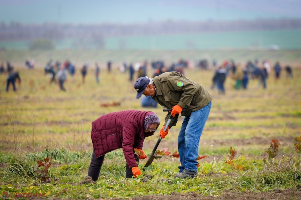 GENERAȚIA PĂDURII // Peste 600 de angajați ai Guvernului au sădit 200 de mii de puieți într-o singură zi, la Orhei