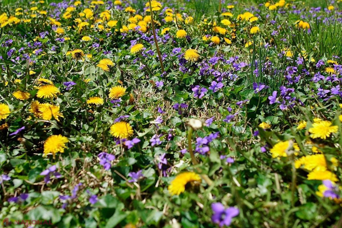 Plante de LEAC, mai BUNE decât orice produs farmaceutic