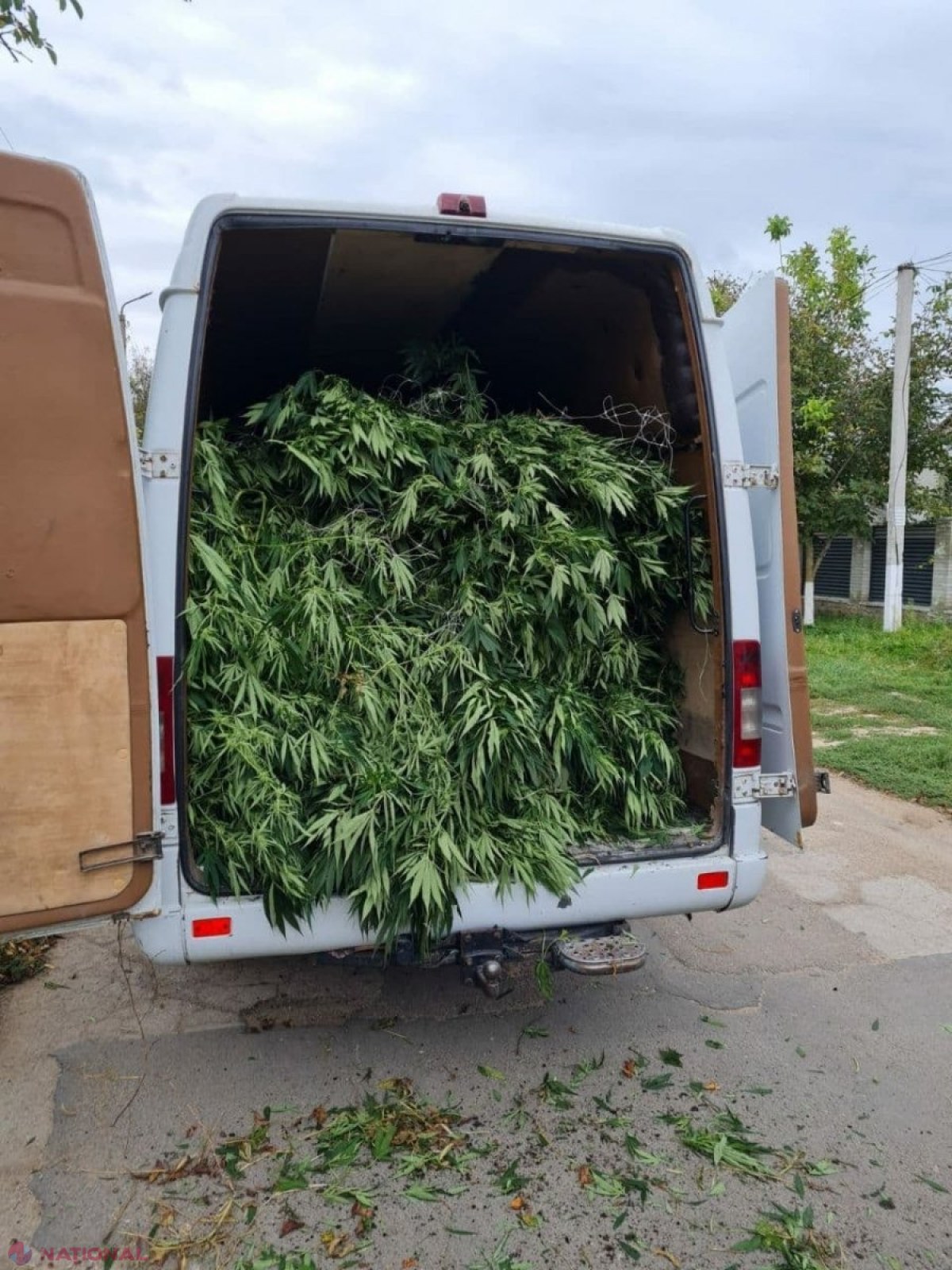 FOTO // Afacere ilegală de MILIOANE desfășurată de SOCIALIST din Orhei: Cultiva în solarul din curtea sa CÂNEPĂ INDIANĂ