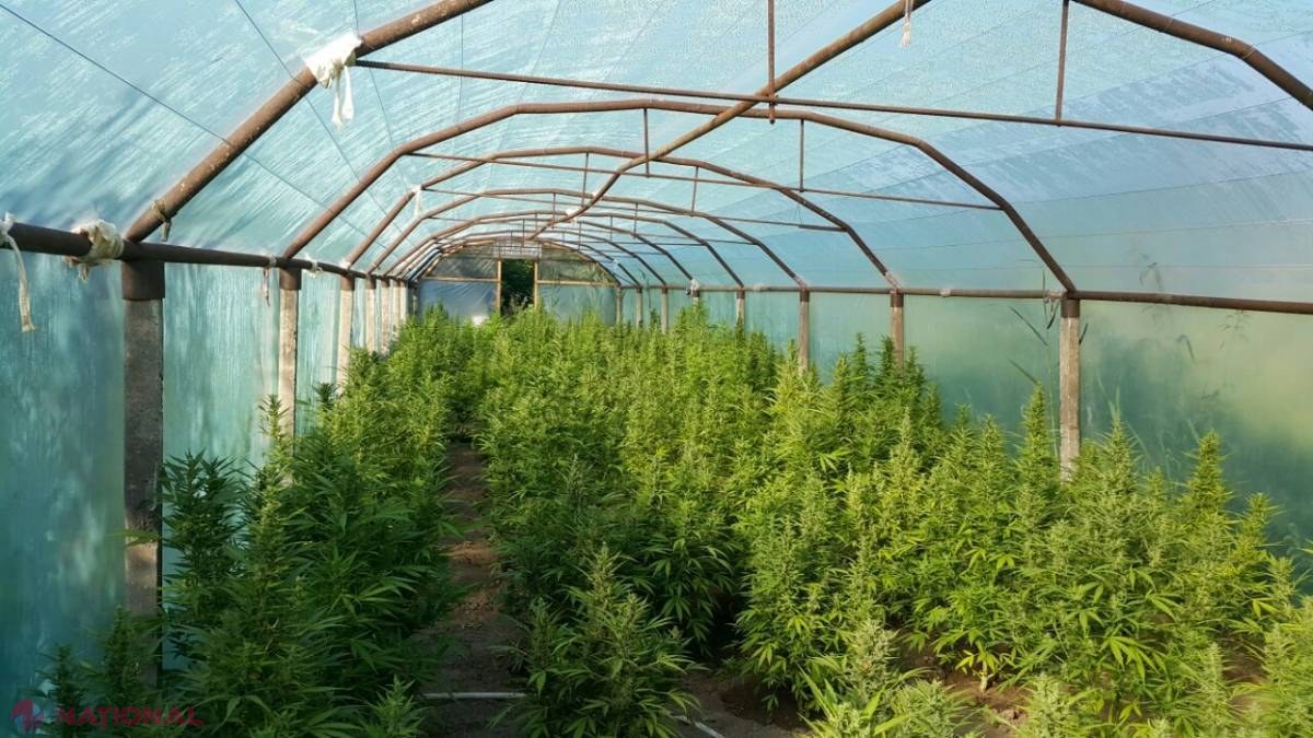 „Frumusețea” de UN MILION de lei în serele unui gospodar din raionul Cahul