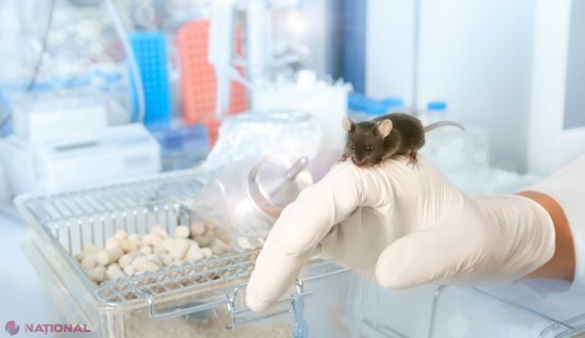 Cercetătorii au creat o metodă prin care se poate stabili sexul unui bebeluş în cazul fertilizării in vitro