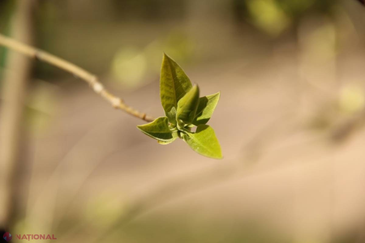 METEO // Temperaturi de până la 20 de grade Celsius, dar și NINSOARE în R. Moldova