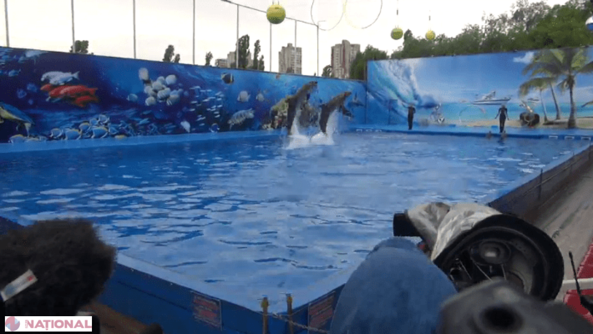 Trucuri, dansuri și cântece ale delfinilor. Cât va costa biletul la delfinariul din Chișinău