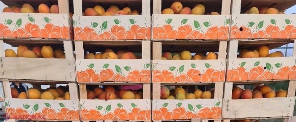 PREMIERĂ // CAISE din R. Moldova, exportate pentru PRIMA DATĂ în Olanda, Germania, Franța și Ungaria