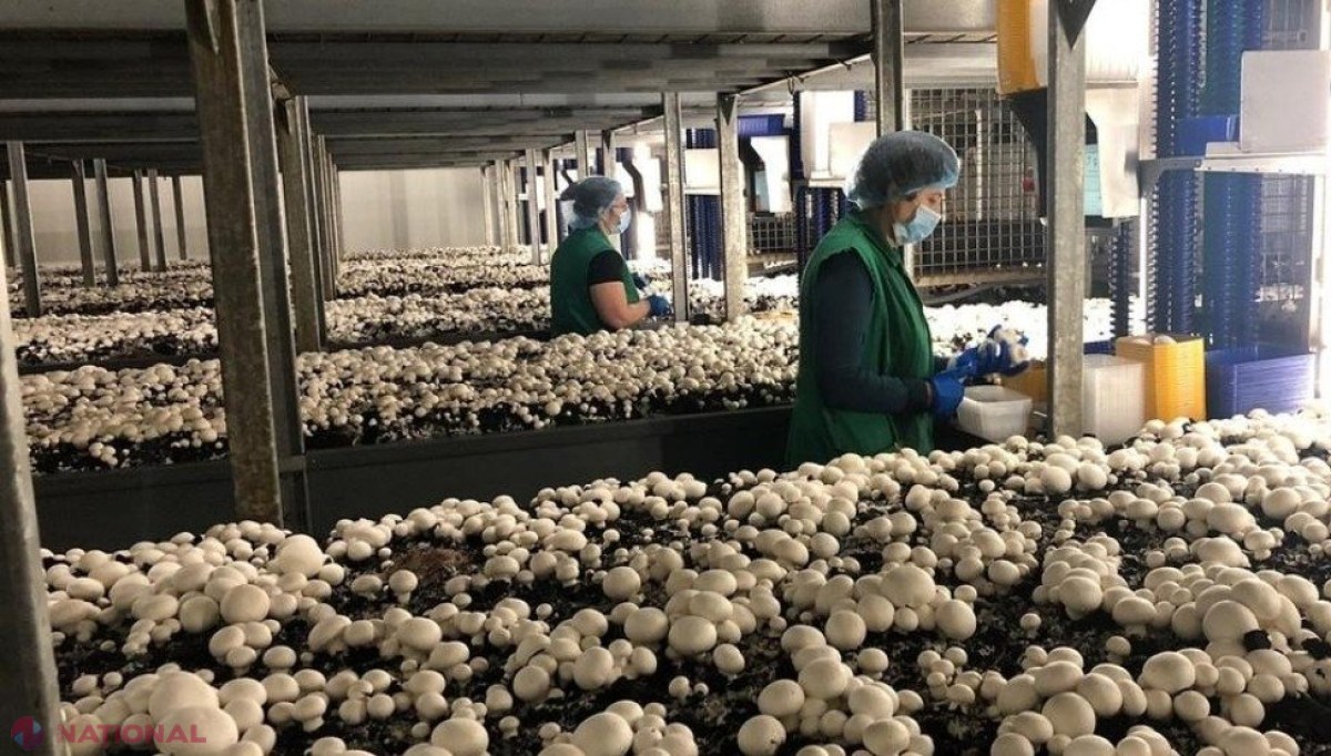 Circa o mie de refugiați ucraineni și-au găsit un loc de muncă în R. Moldova: Cei mai mulți au fost angajați la Chișinău 