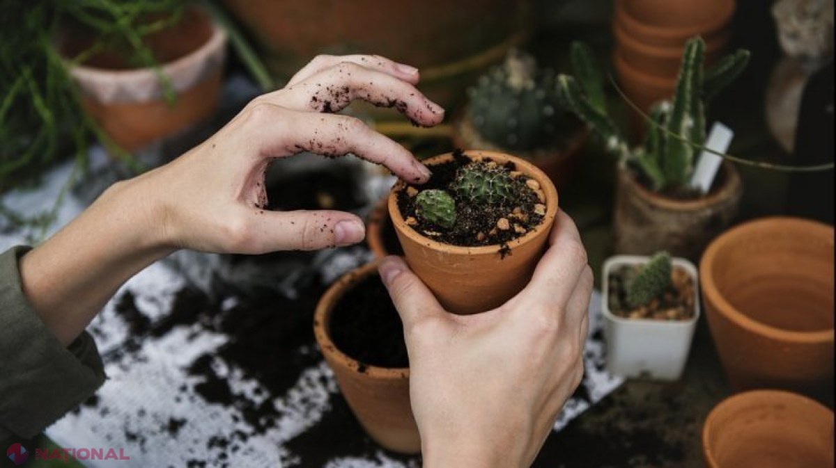 UTIL // Ce se întâmplă dacă stropești plantele cu apă în care au fiert cartofi