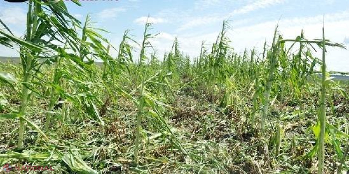  Peste 1500 de hectare de culturi agricole, distruse de grindină