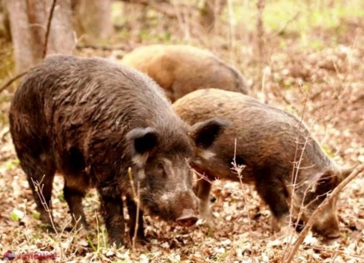 FOCAR de pestă porcină în „Pădurea Domnească”: Numărul animalelor moarte a ajuns la 51