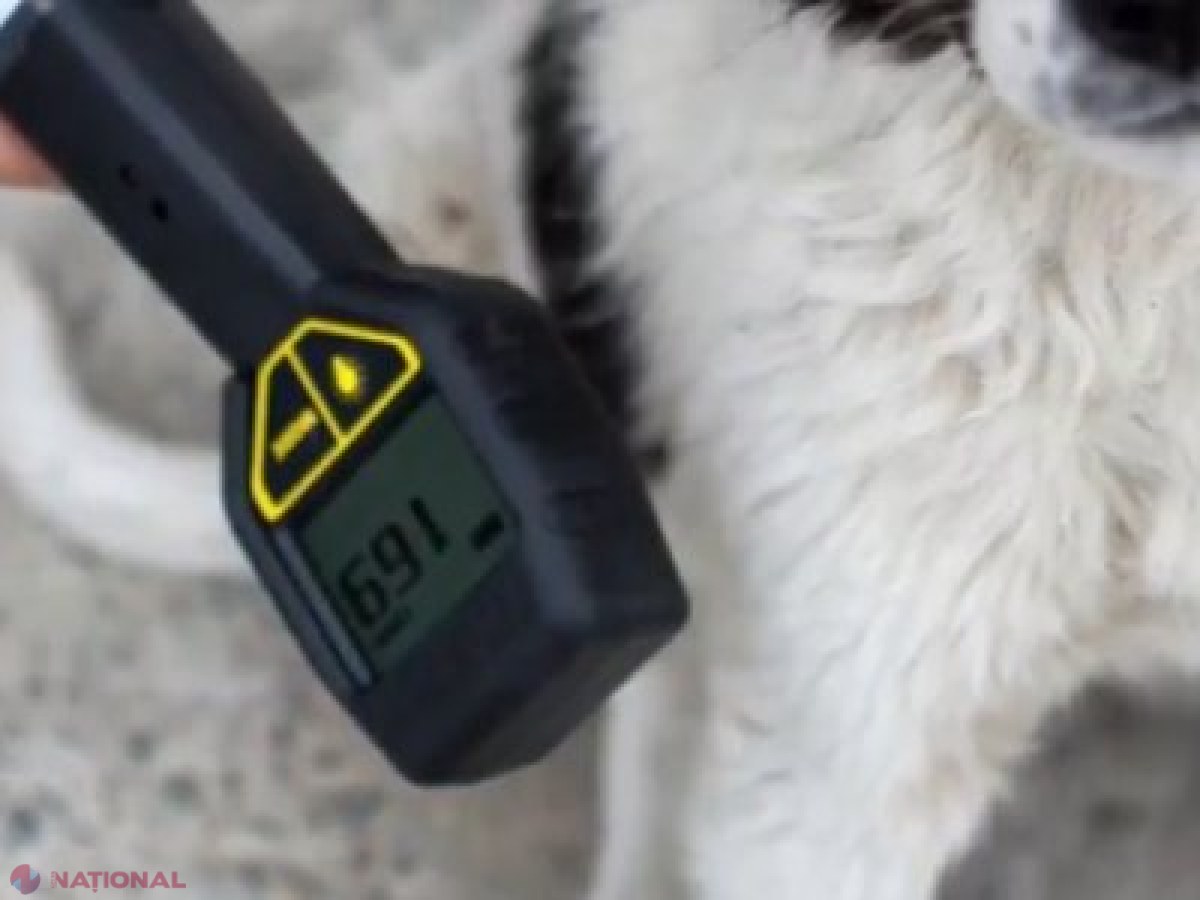 VIDEO // Cum arată câinii radioactivi ce au fost părăsiți în Chernobîl, la 32 de ani de la dezastrul nuclear!