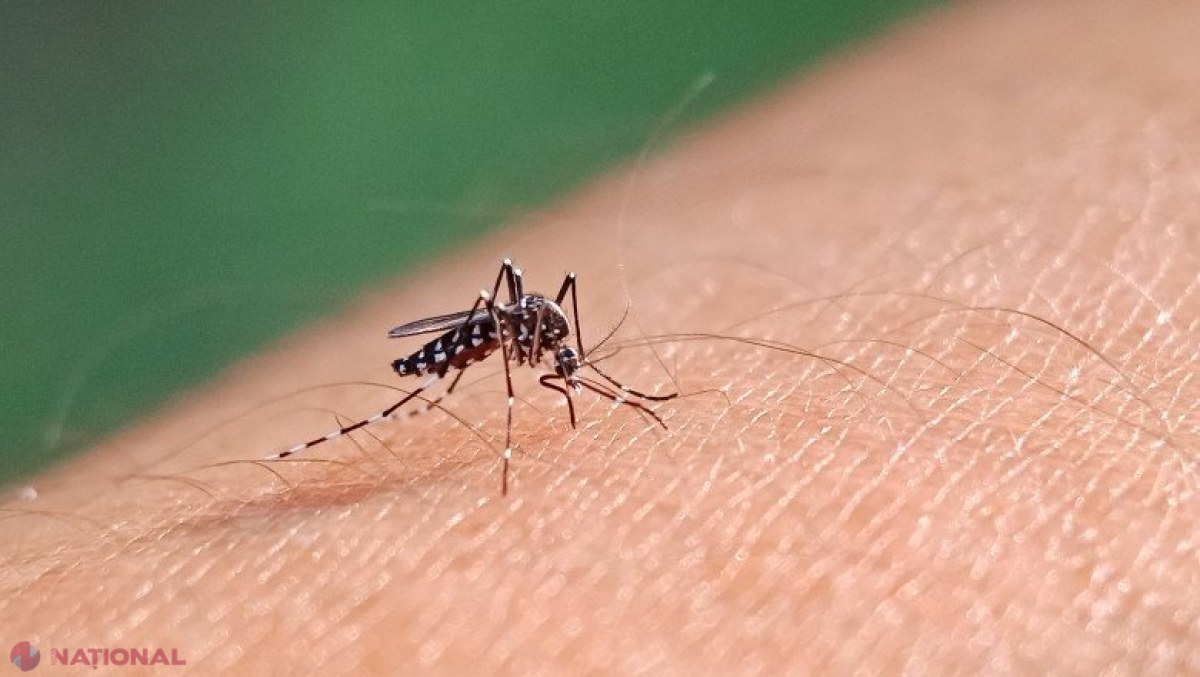 AVERTISMENT // „Sunt tot mai multe cazuri de febră dengue şi de boli cauzate de ţânţari în Europa”  