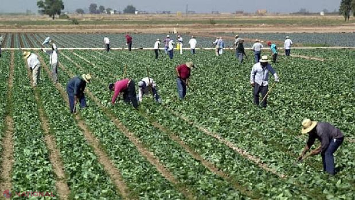 ALARMANT // Cererea pentru ALIMENTE crește. PERICOL global dacă va fi ingnorată AGRICULTURA