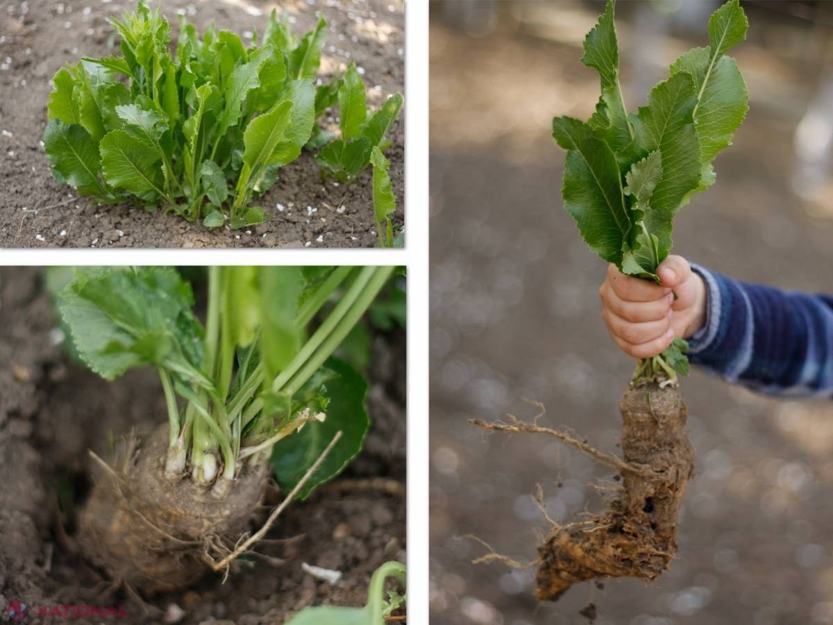 Cum se face o plantare de HREAN în  grădina de lângă casă?