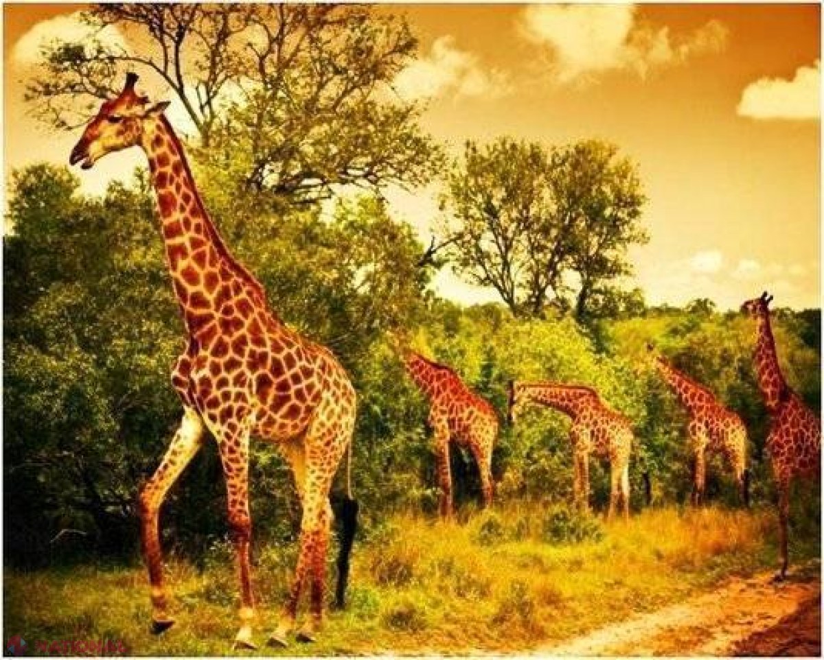 Africa de Sud // Cele mai frumoase călătorii pe care trebuie să le faci într-o viaţă