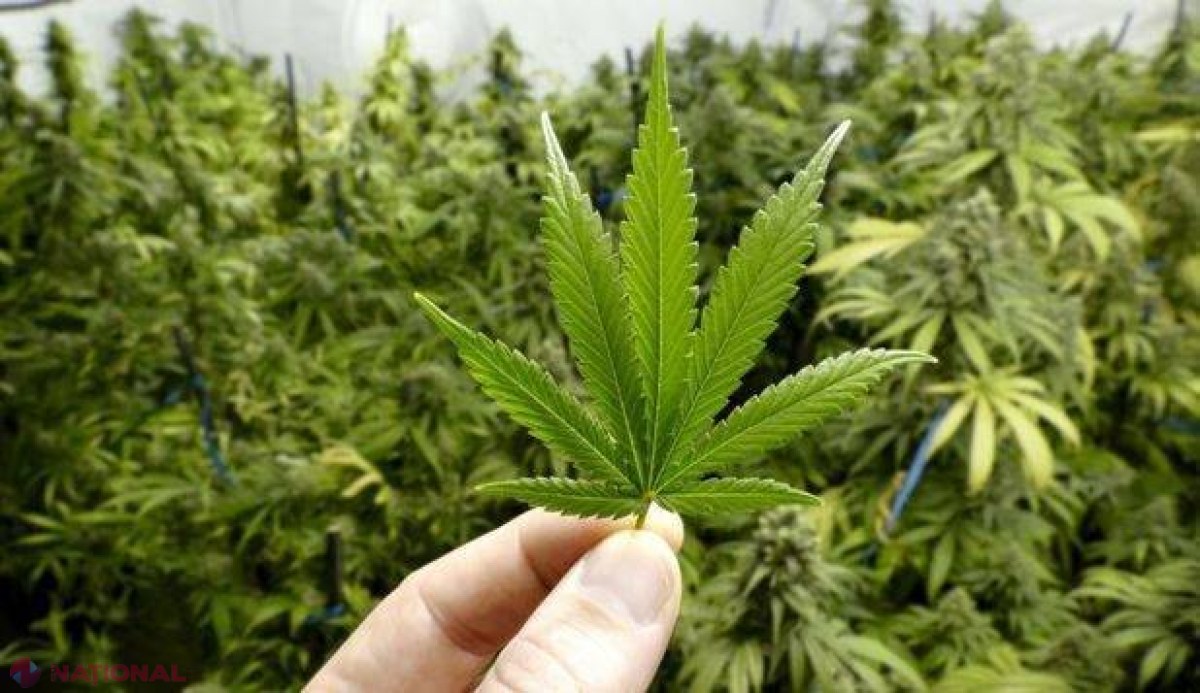 Un tratament bazat pe MARIJUANA are rezultate uimitoare asupra uneia dintre cele mai agresive forme de CANCER