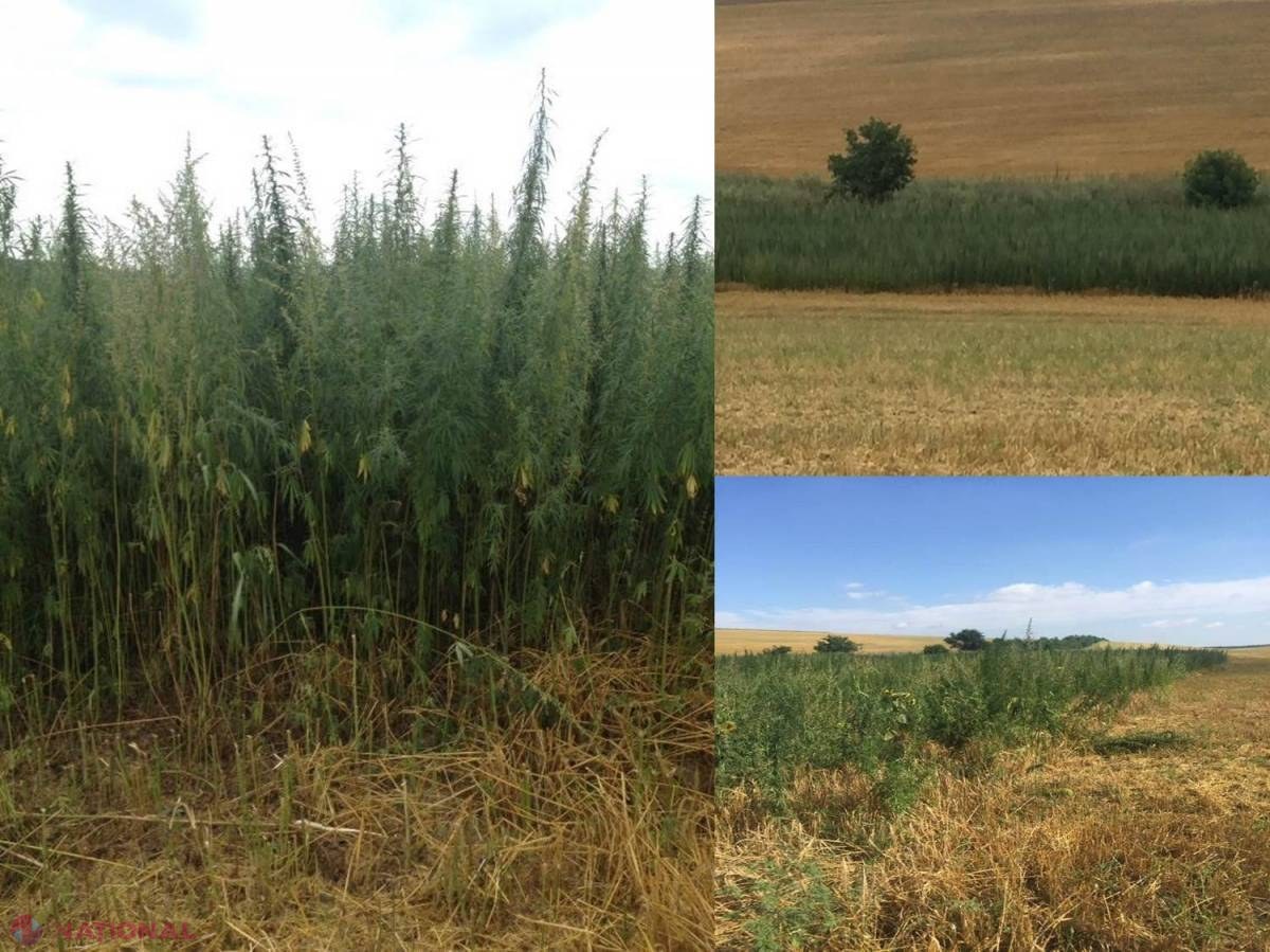 Cultivată ca grâul: Lan de CÂNEPĂ, depistat la sudul R. Moldova
