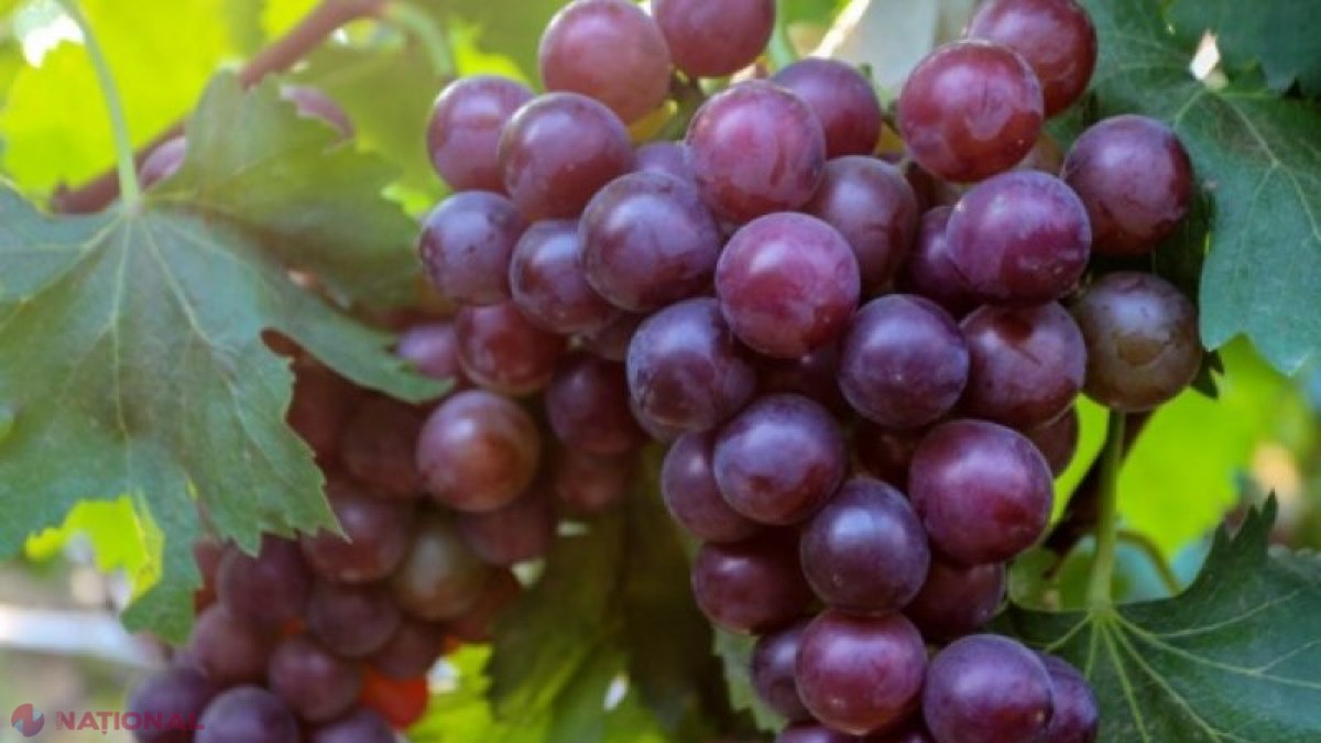 TRAGEDIE peste Prut: Doi fraţi au murit după ce au mâncat struguri stropiţi cu insecticid. Avertismentul medicilor: „Orice produs vegetal care se consumă trebuie foarte bine spălat”