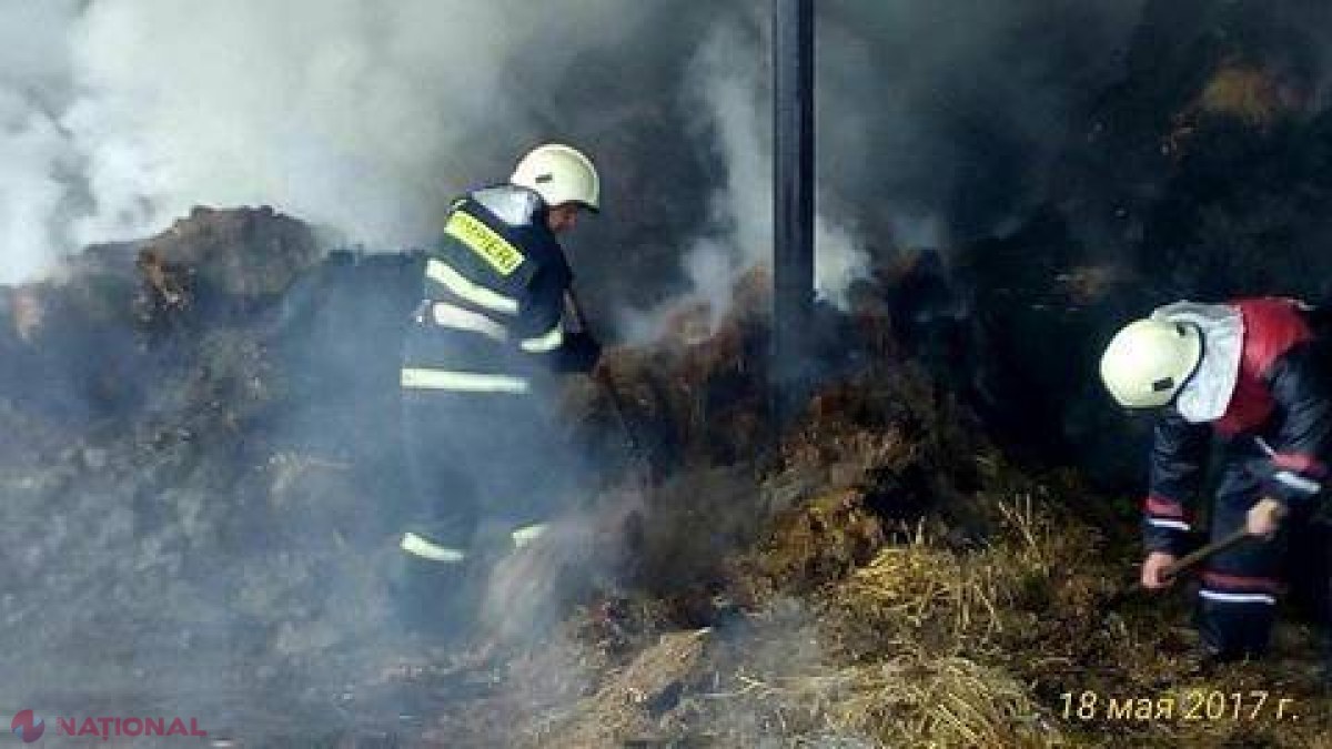 Sute de vite de la o fermă din R. Moldova, SALVATE în ultimul moment