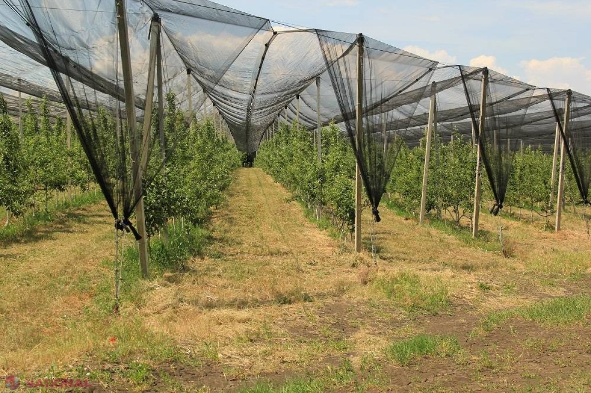 CURIOS // Moldovenii investesc MILIOANE în înființarea serelor, livezilor și plantațiilor cu viță-de-vie