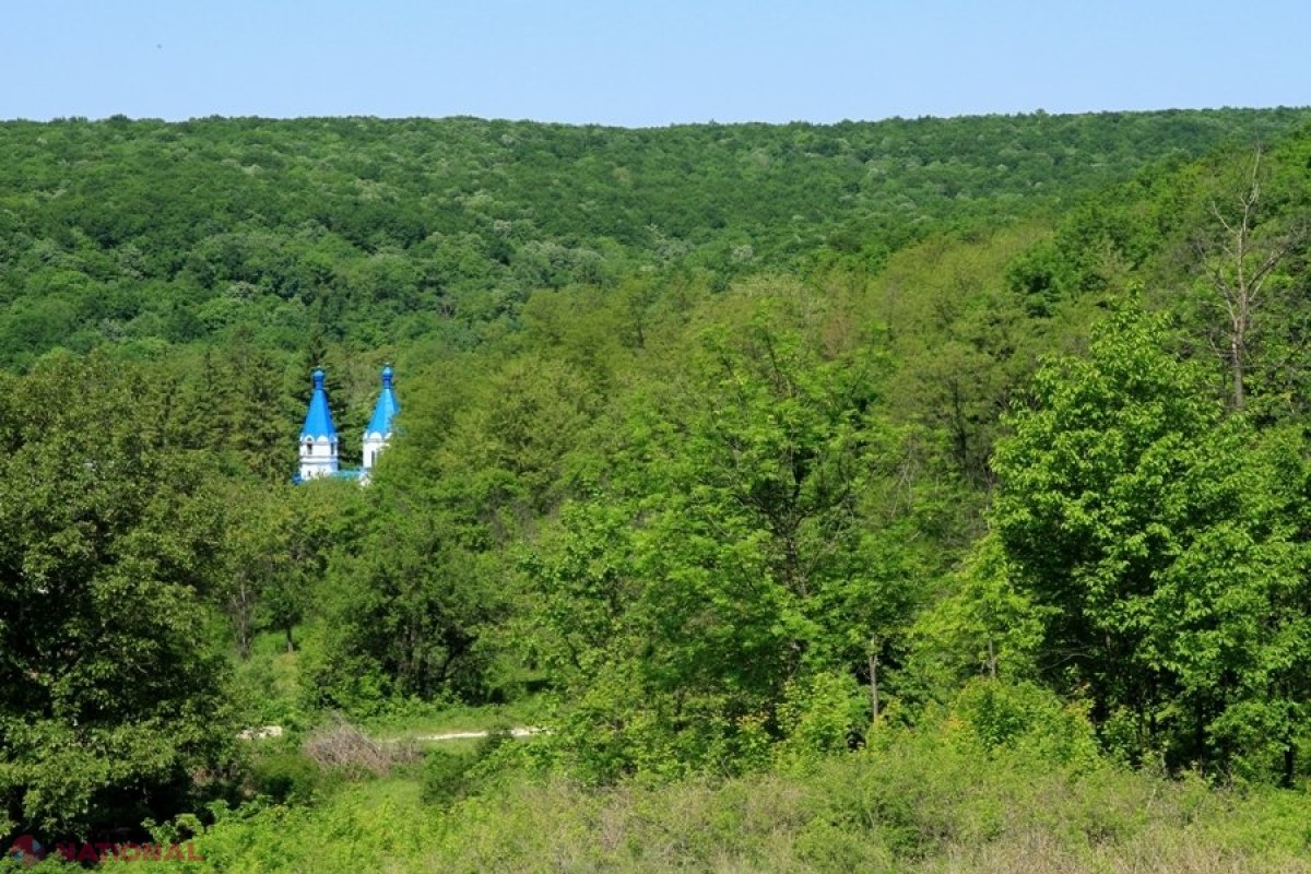 R. Moldova: 100 de mii de hectare de pădure vor fi stropite cu pesticide