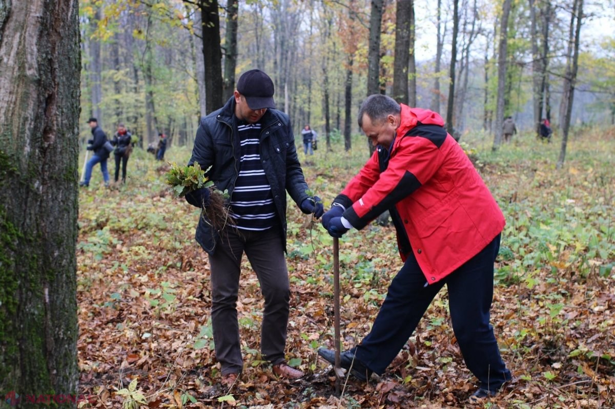 „Un arbore pentru dăinuirea noastră”: Peste 500 de angajați de la Guvern vor planta STEJARI și SALCÂMI în pădurile din R. Moldova 