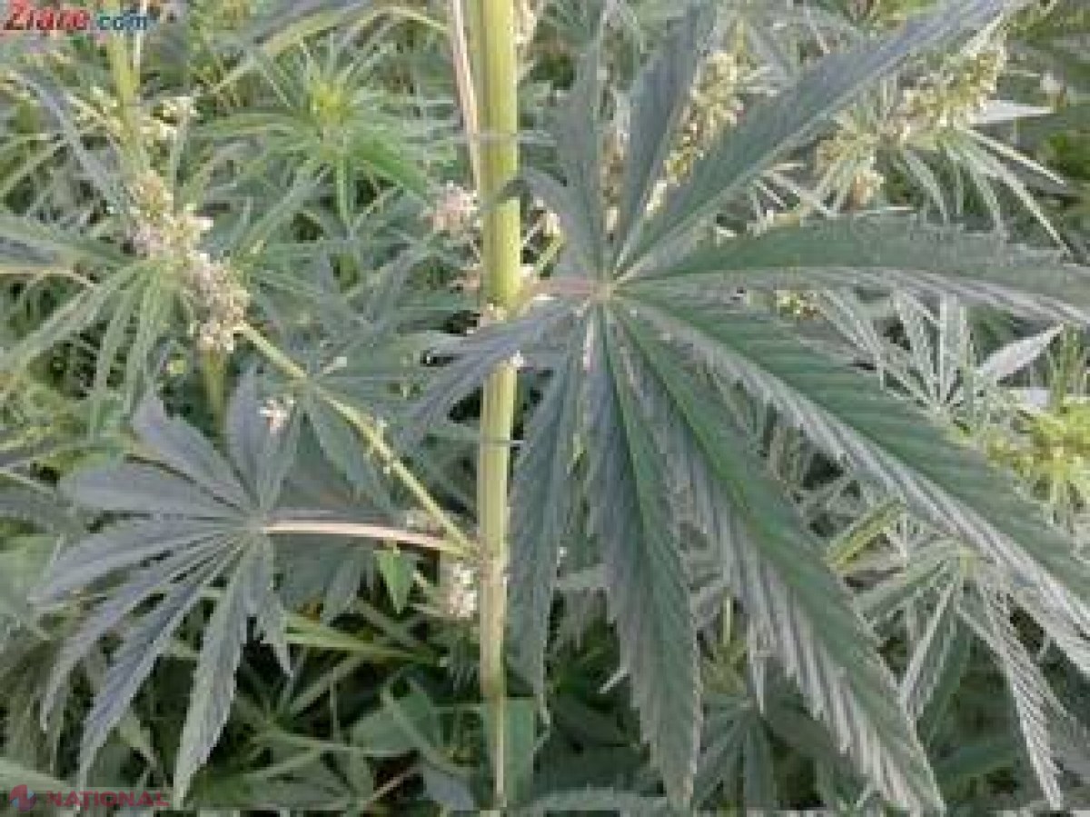  O țară din Europa LEGALIZEAZĂ marijuana medicinală 