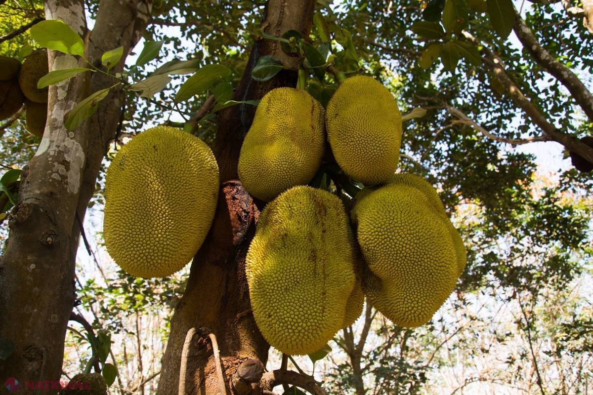 „Fructul MIRACOL” care înlocuieşte CARNEA. Are acelaşi gust. 