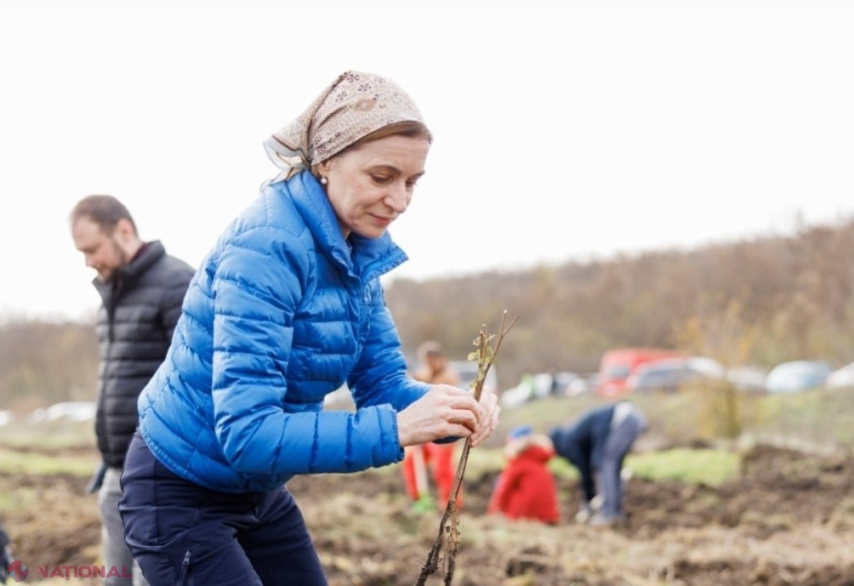 Maia Sandu, la marea împădurire din toamna curentă: „Fiecare puiet sădit este un pas înainte spre o planetă mai curată, spre o R. Moldova mai verde” 