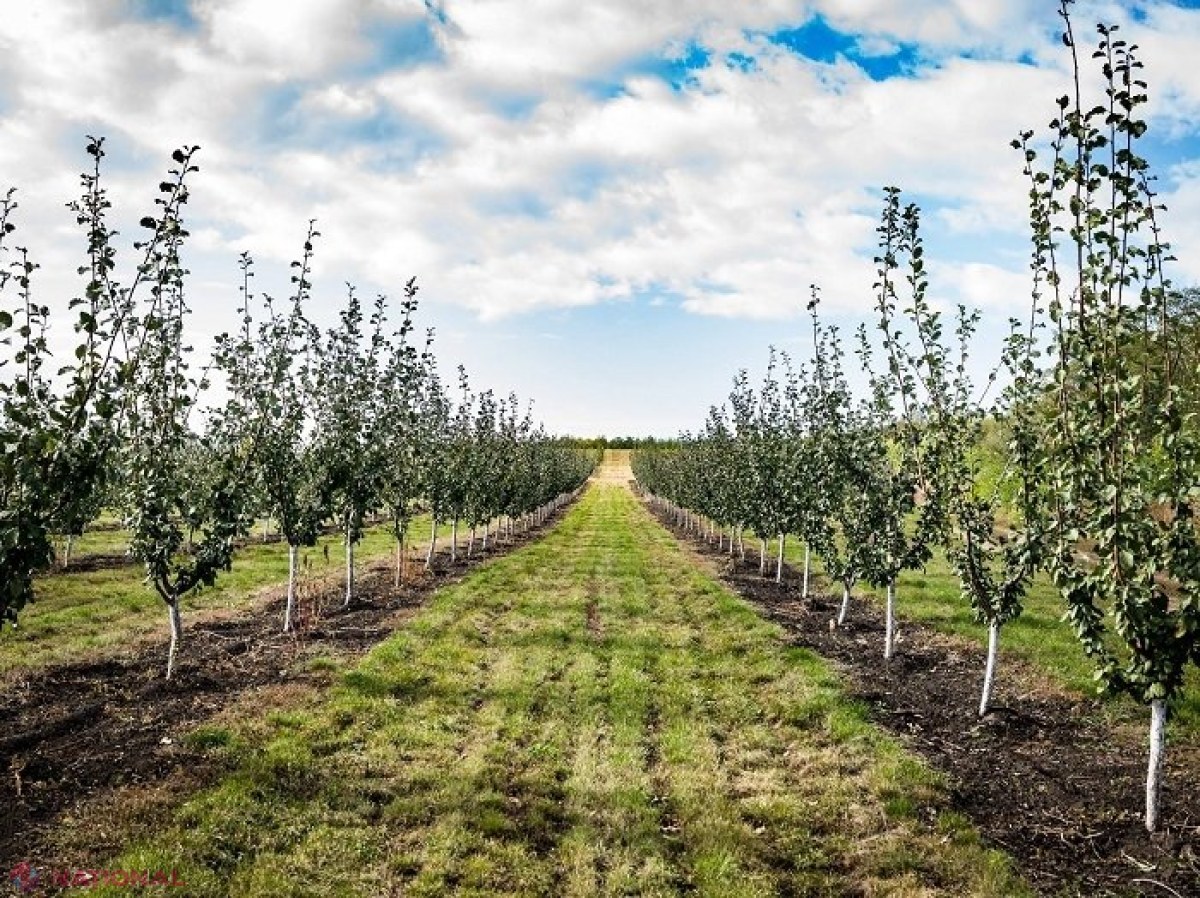 Agricultorii din R. Moldova au primit de PATRU ori mai multe finanțări de la Banca Europeană de Investiții în 2020