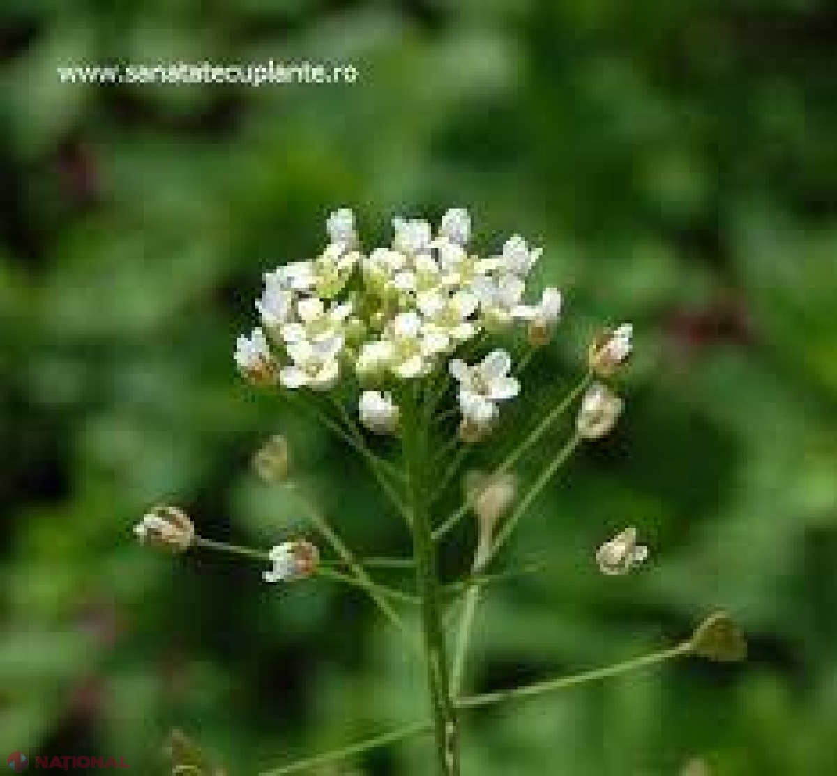Cum să scăpați de varice cu ajutorul plantelor