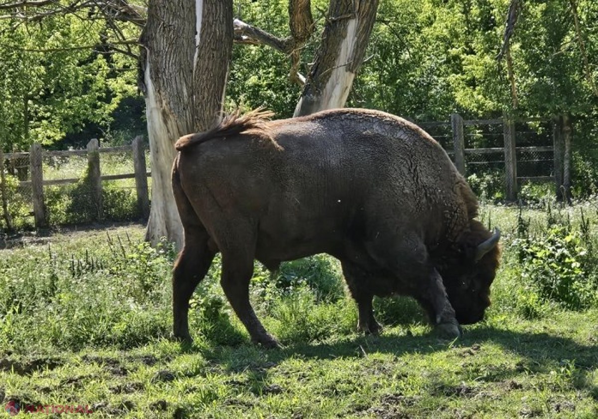 FOTO // Zimbrăria din „Pădurea Domnească”, în topul atracțiilor turistice din R. Moldova! Câți zimbri există în R. Moldova: Cel mai tânăr are doi ani, iar cel mai bătrân a pierit iarna trecută